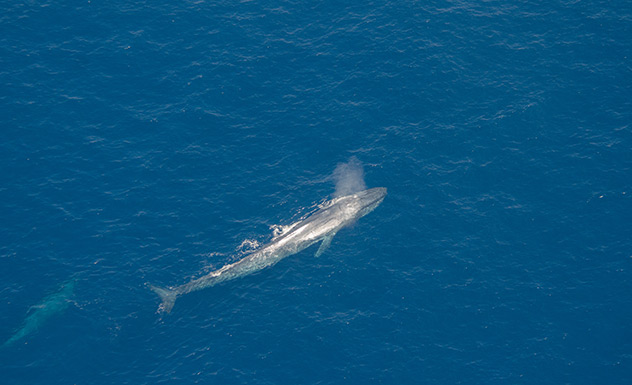 Whale watching with a marine conservationist - Experience - Sri Lanka In Style